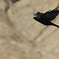 Bird Flying