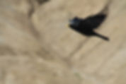 Bird Flying