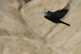 ATO swoops on phoenix businesses