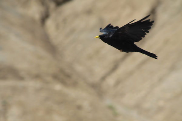Bird Flying