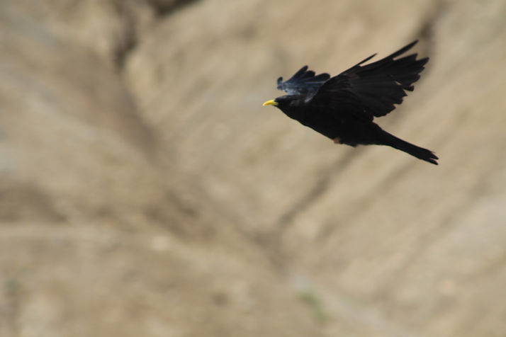 Bird Flying