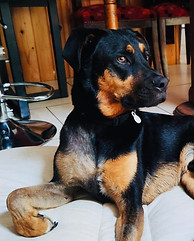 chien agressif chien mon chien attaque les chien eduquer son chien comportementaliste canin ardeche educateur canin ardeche montelimar le teil aubenas lavilledieu villeneuve de berg le teil alba la romaine