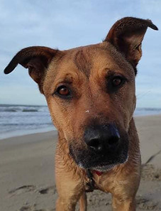 dresser mon malinois comportementaliste canin drome ardeche