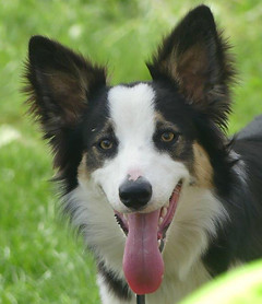 Dressage chien border collie