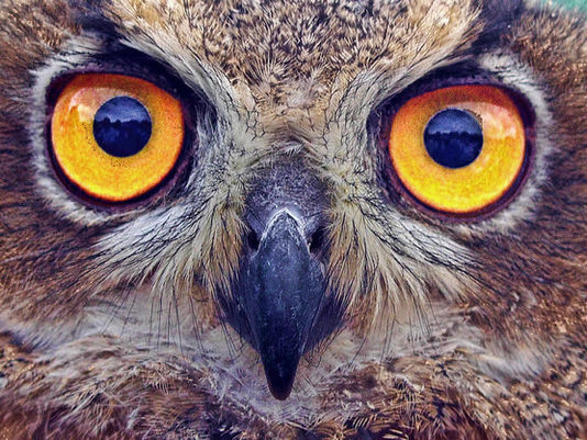 Before You Know What You Know