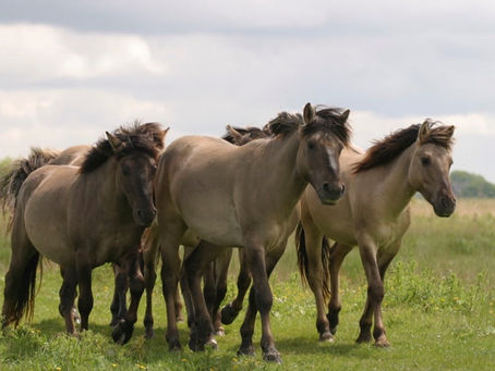 Ontdek de Oostvaardersplassen bij het Knardijk-bezoekerscentrum