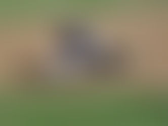 TERZO SWEEP CONSECUTIVO PER I BLUE FIRE