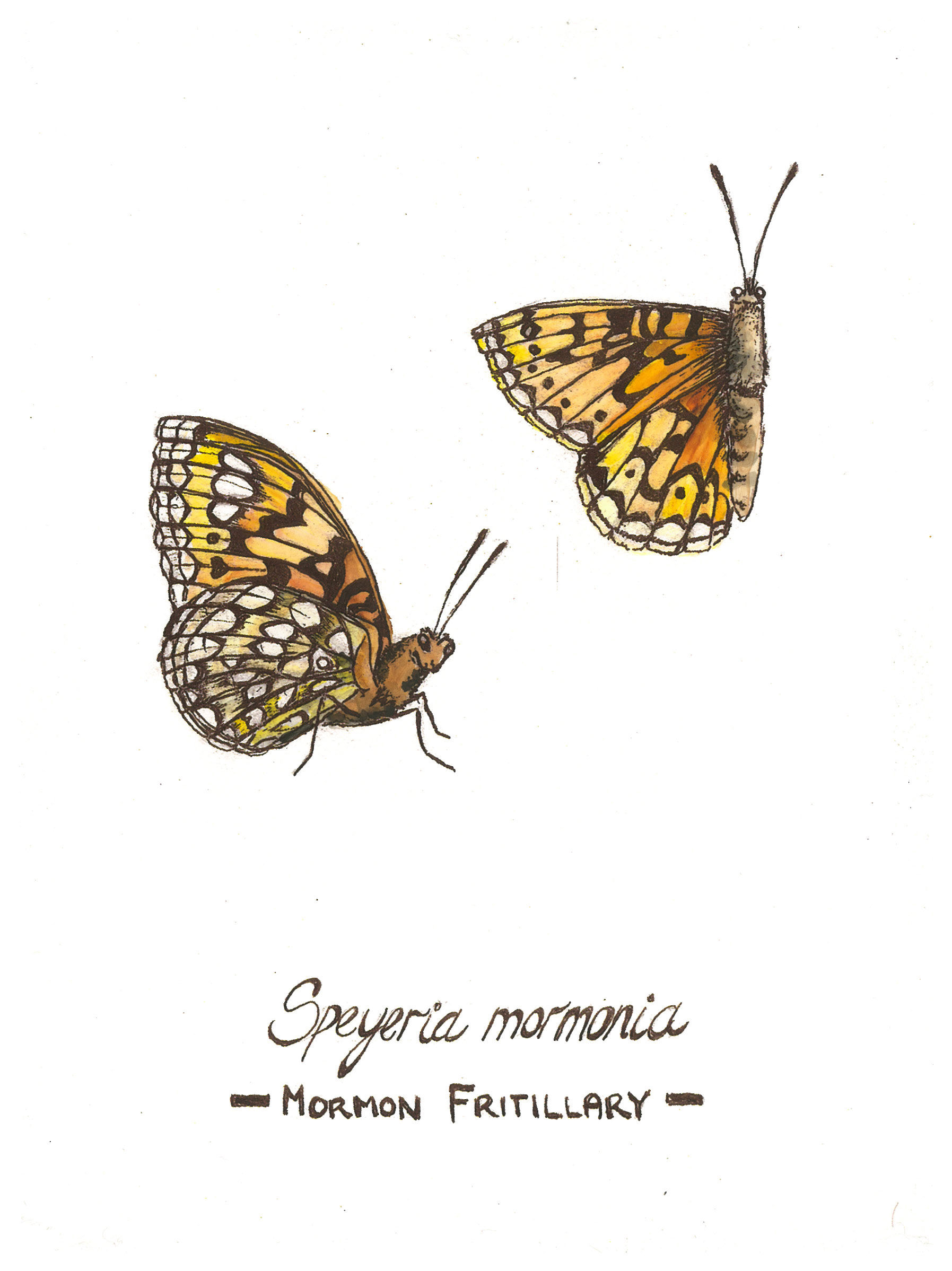 Mormon Fritillary