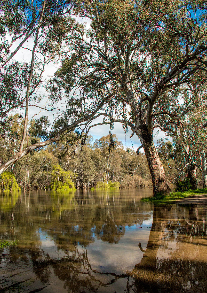 Howlong NSW Murray River