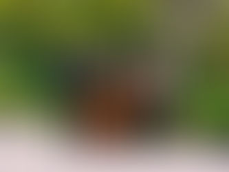 WA Rural Health Long Service Awards