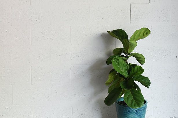 green plant beside white wall_edited.jpg