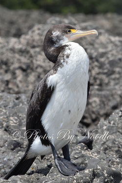 Black and white bird