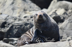 Seal Who You Looking At