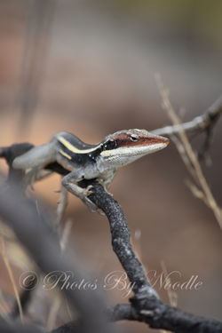 Australia Lizard Vertical