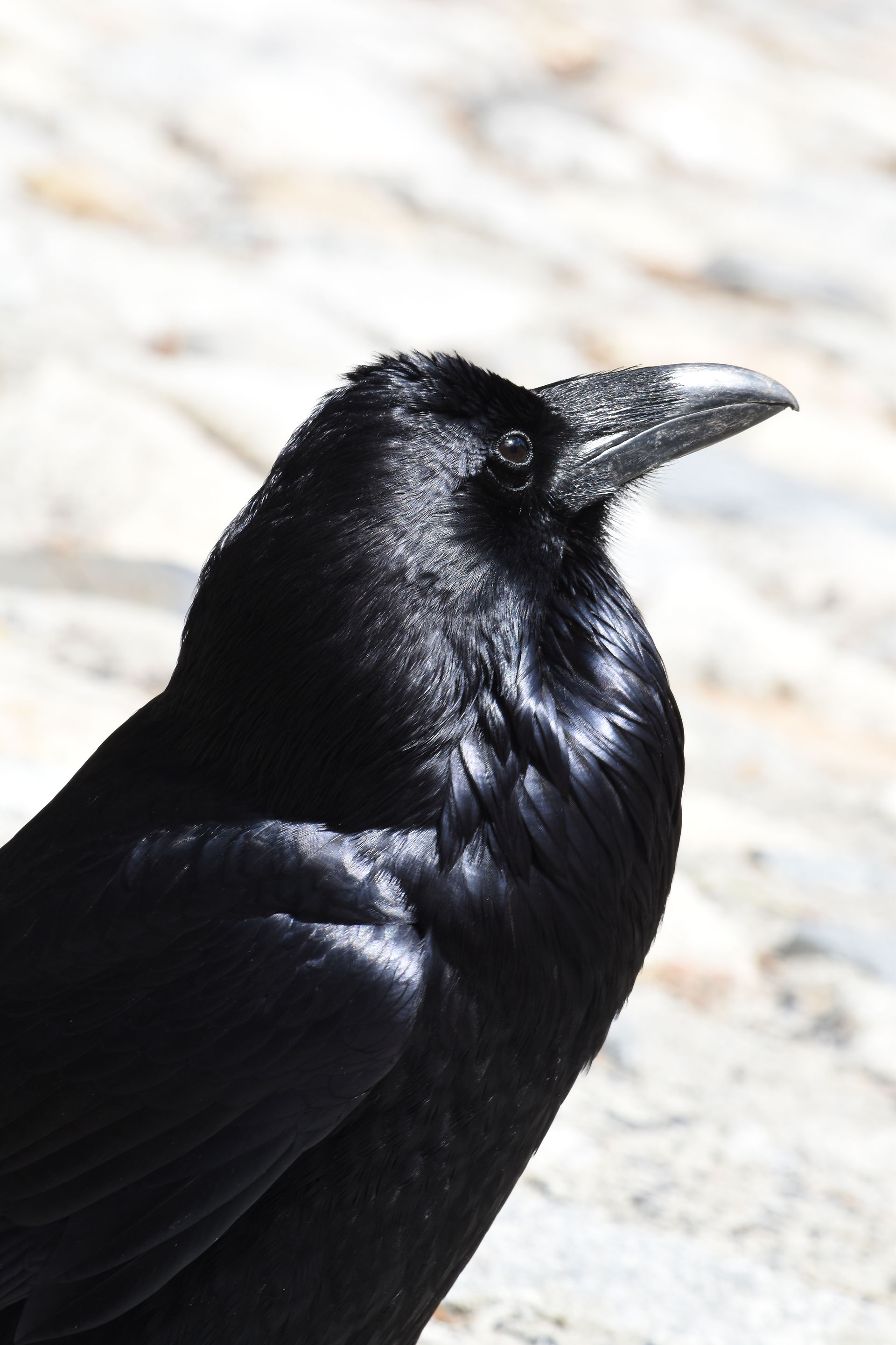Huge Raven