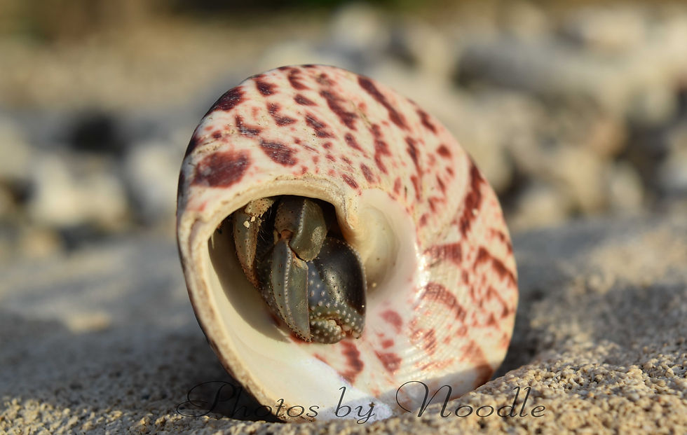 Photos by Noodle13.jpg