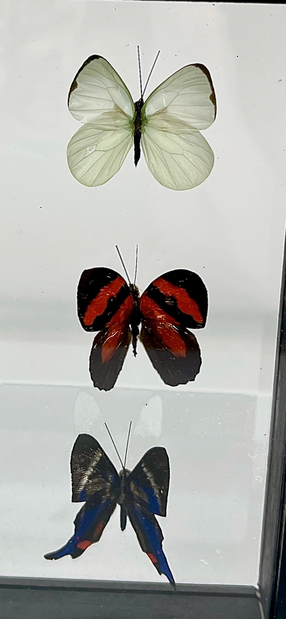 Thumbnail: Glass Framed Butterfly Set of 6