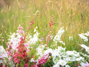 Why Choose Sustainable Scottish Wedding Flowers?