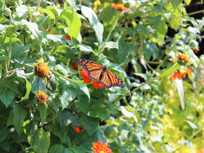 Monarch butterfly visiting Zinnia bloom,
