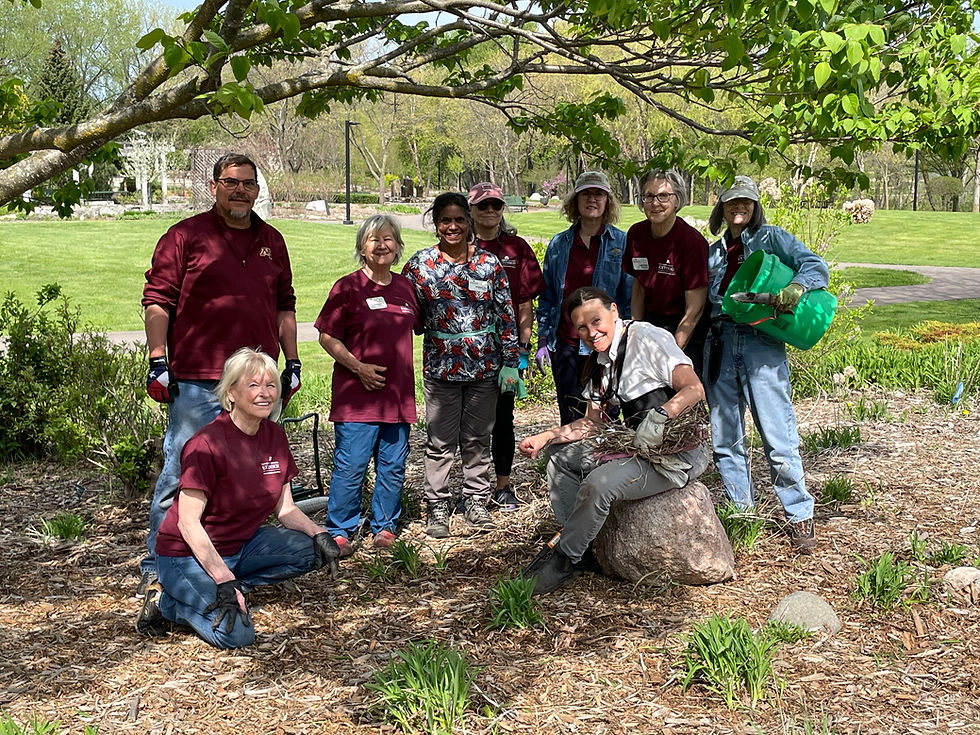 RCMG volunteers practice renewal pruning in the Muriel Sahlin Arboretum's Lilac Hill.