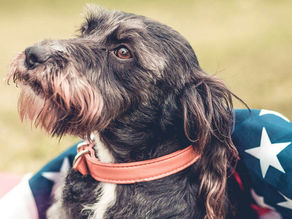 How to Exploit Your Dog For Amazing 4th of July Photography