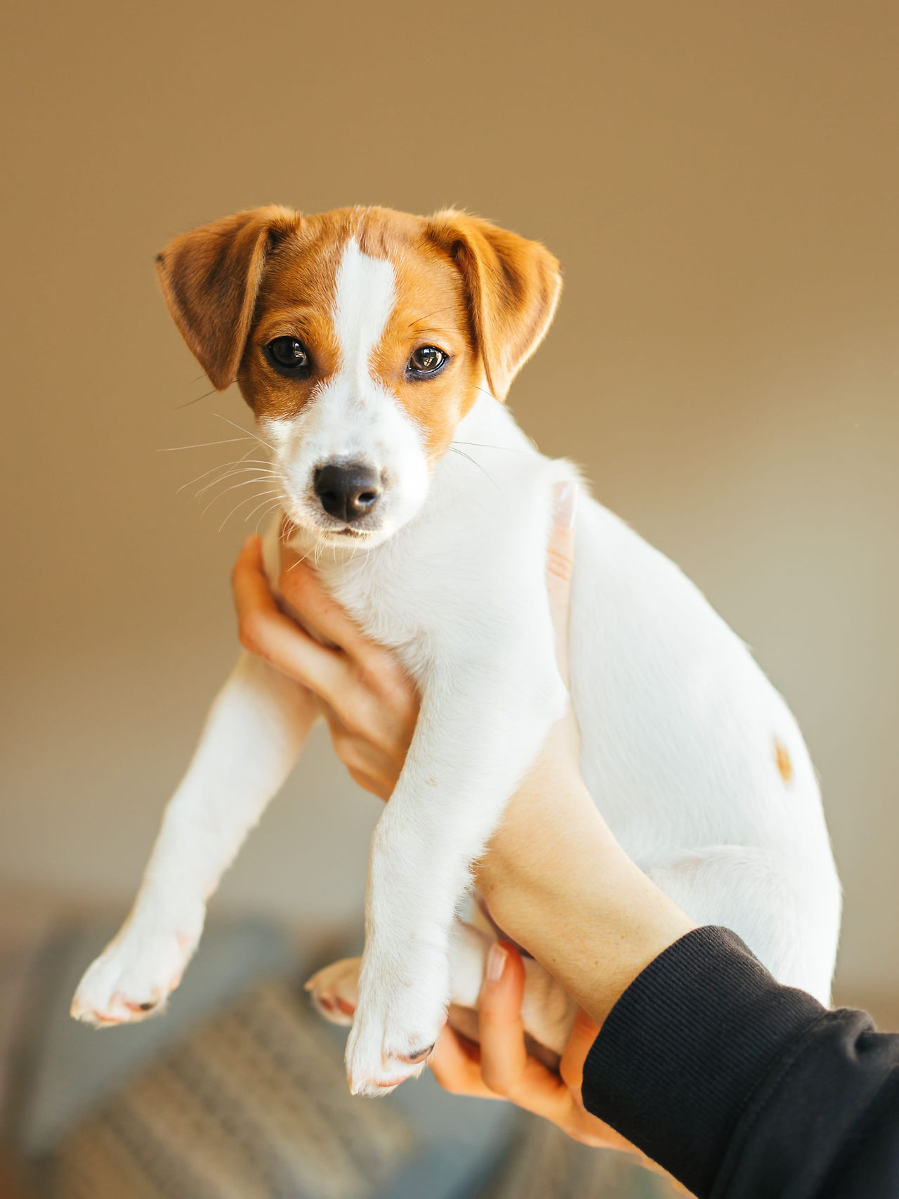 puppy