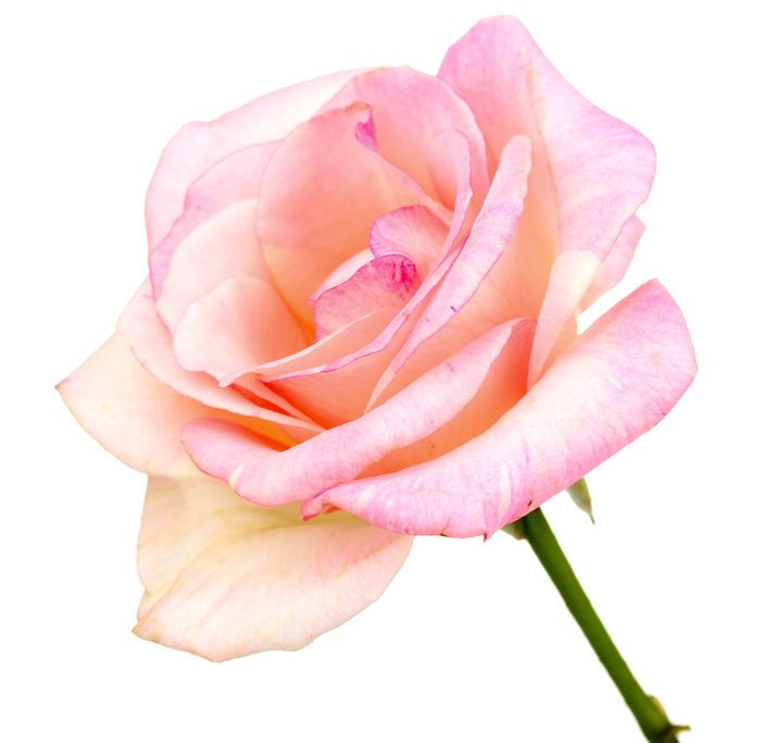 Stock Photo - Beautiful pink rose isolated on white