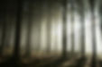 Stock Photo - Bright light entering coniferous forest on a misty autumn morning