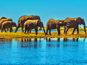 World Travel Guide: Best African Safari Destinations