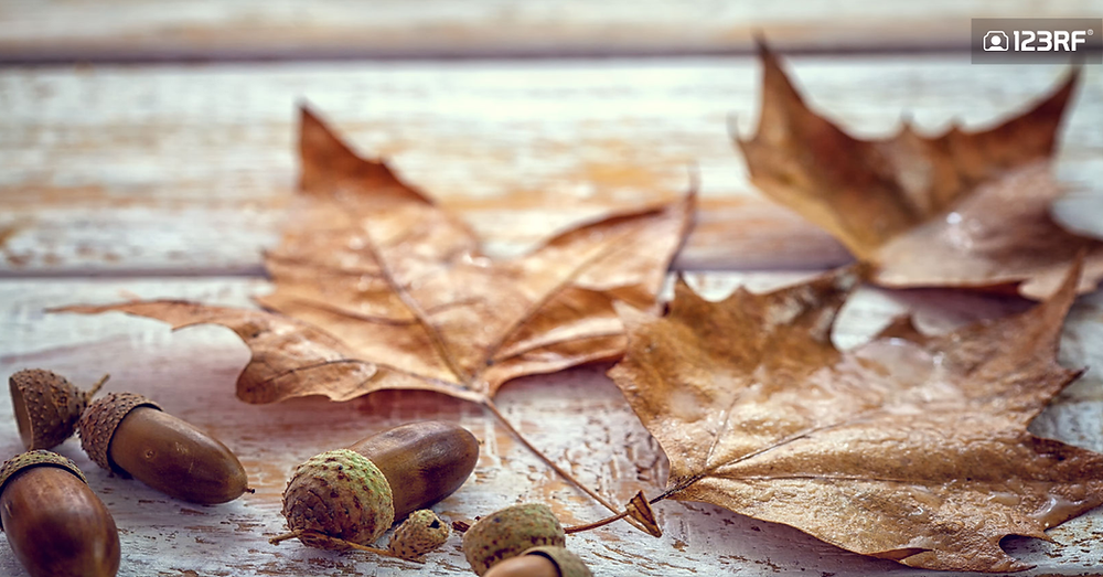 Stock Photo - autumn decoration - dry maple leaf with acorn on wooden background