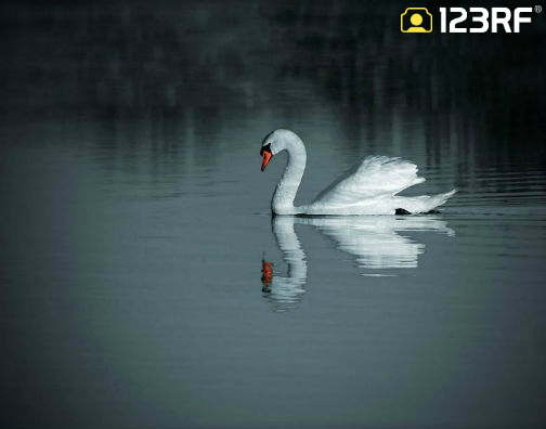 504_White