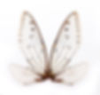 Stock Photo - A pair of cicada insect wings