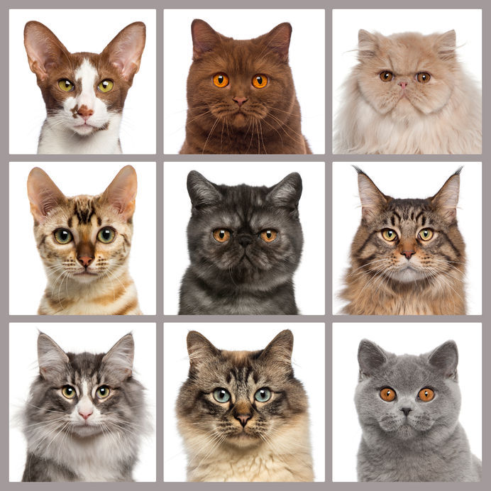 Stock Photo - Nine cat heads looking at the camera