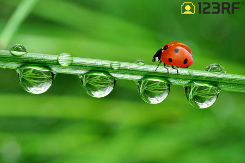 Stock Photo - fresh morning dew and ladybird