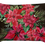 Thumbnail: Watercolor Poinsettias Pillow