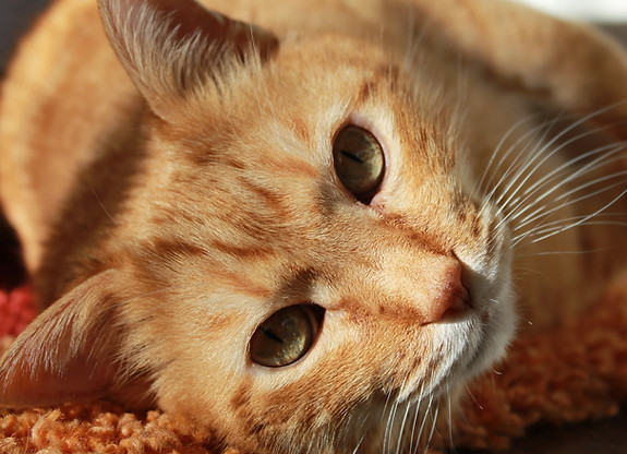 Consultas comunicación con animales , Terapias para animales, flores de Bach para animales