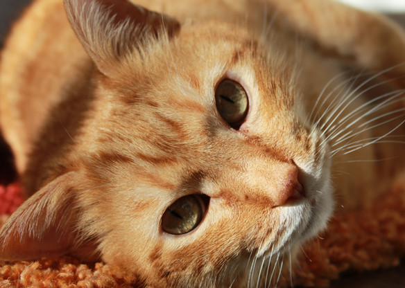 Consultas comunicación con animales , Terapias para animales, flores de Bach para animales