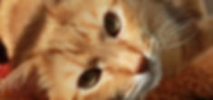 Feline Friend
