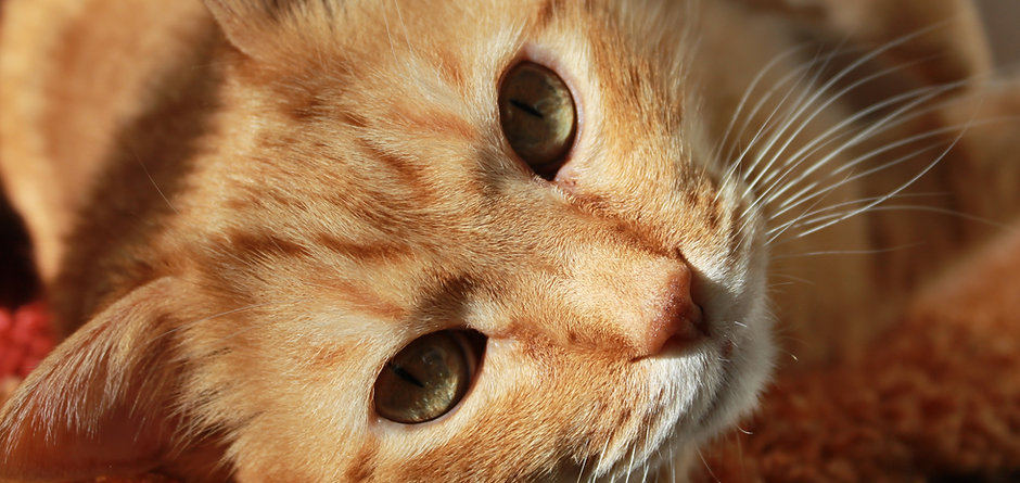 Feline Friend