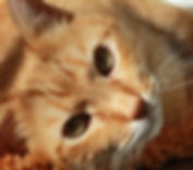 Feline Friend