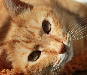 Feline Friend
