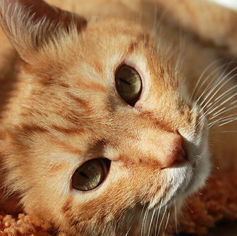 Feline Friend