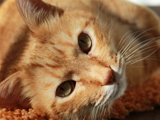 Let's talk about Cats baby, lets talk about fur babies!