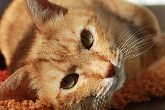 Health Benefits of Really Removing Cat and Dog Urine from Your Home