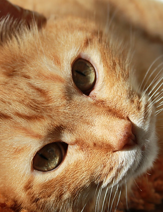 Feline Friend