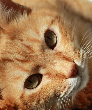 Feline Friend