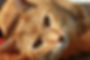 Feline Friend