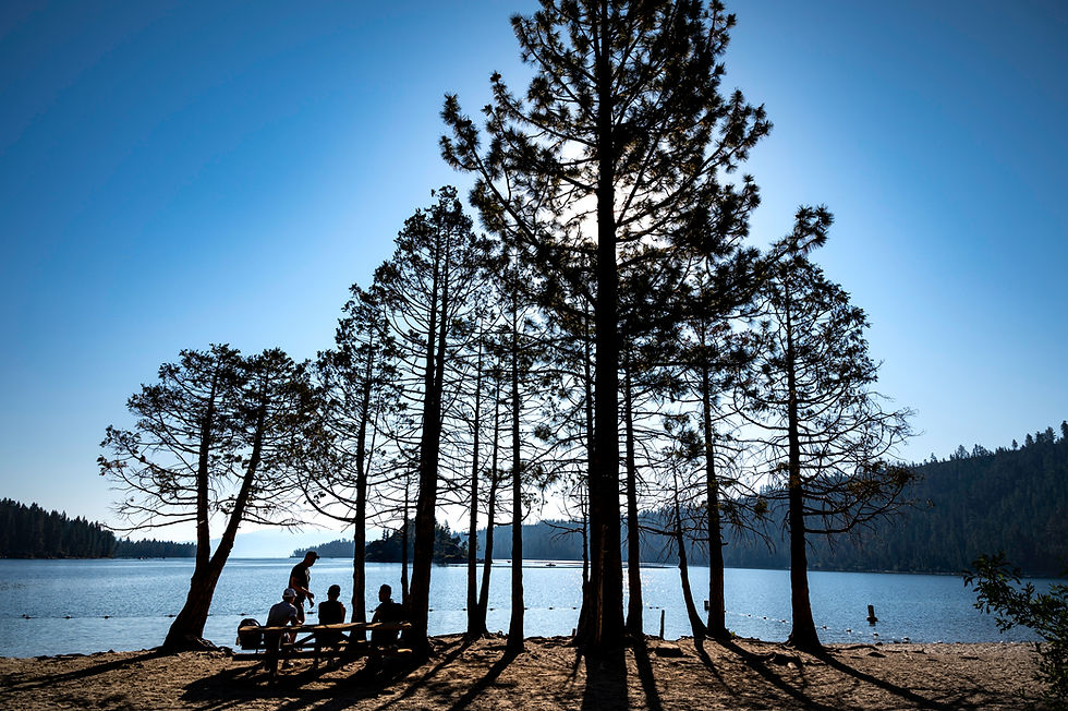 People at a picnic table near a lake with tall trees and bright sun.