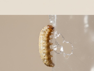 🐛 Green Fact of the Month – Noiembrie