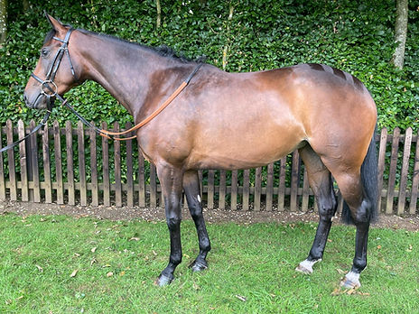 Blue Bresil filly.JPG